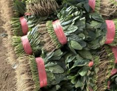 產(chǎn)地直供精品菠菜