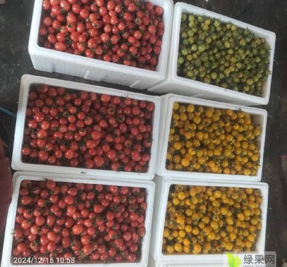 2024年山东济阳贝贝小番茄价格