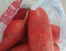 大量供應(yīng)紅皮一支臘蘿卜