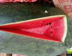 广西江南黑美人：苏圩镇何小爱