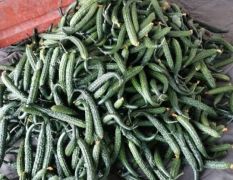 大量供应食堂黄瓜