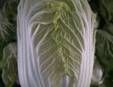 金满地蔬菜购销