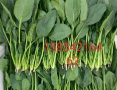大棚菠菜，直供各大市场