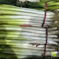滕州市大葱钢葱铁杆基地