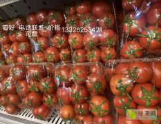 水果西红柿 自然成熟绿色食品