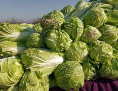 东昌府优质大白菜实力代收