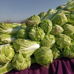 东昌府优质大白菜实力代收