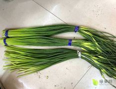 大量供应白帽蒜苔 价格便宜