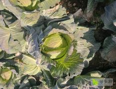 富强180甘蓝大量上市