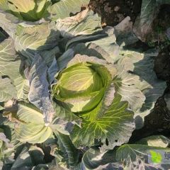 河南省邓州市富强180甘蓝帮个月后大量上市，