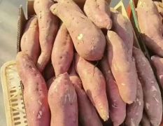 白心 粉面红薯 蒸煮专用