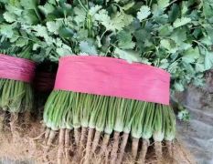 大量供应中叶香菜几毛钱一斤，大量有货