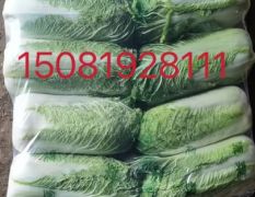 河北唐山滦南县北京三号黄心大白菜大量上市