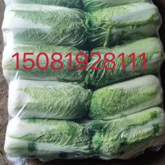 河北唐山滦南县北京三号黄心大白菜大量上市