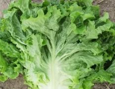 散叶生菜 黄绿生菜精品上市中