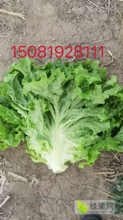 2025年河北滦南散叶生菜价格
