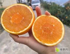 湖北秭归九月红果冻橙