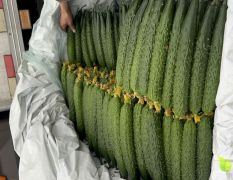 沂南黄瓜大量上市。