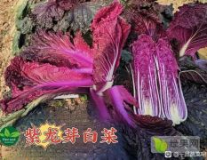 紫龙芽紫白菜种子