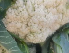 大量供应青梗散花菜