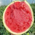 河南西瓜（商丘西瓜）夏邑麒麟美都批发市场