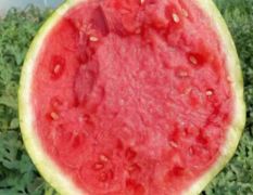 河南西瓜（商丘西瓜）夏邑麒麟美都批发市场