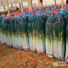 出售滕州长白大葱和铁杆钢葱