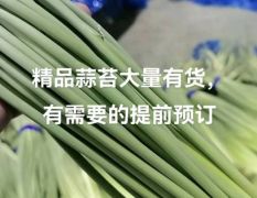 红帽，白帽蒜苔