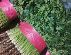 供应:铁杆青香菜，露天种植，中叶铁杆青香菜