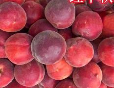 蒙阴蜜桃红桃蟠桃油桃黄桃苗大量供应