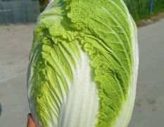 青岛平度市全黄心白菜全年供应