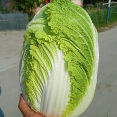 青岛平度市全黄心白菜全年供应