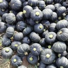 广西南瓜上市中