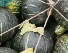 广西南瓜上市中