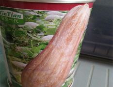 蜜本南瓜种子 黄皮红肉南瓜种子