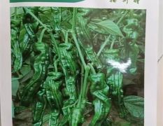 香辣皱皮111 F1 福斯特辣椒种子