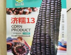 穗大高产黑糯玉米种子