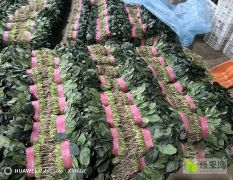 精品貨 需要的老板聯(lián)系
