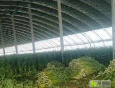 大量供应优质蔬菜西芹
