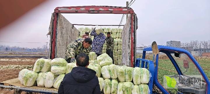 2025年河南87-114白菜价格