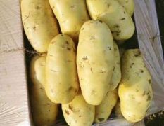 精品黄心土豆大量出货