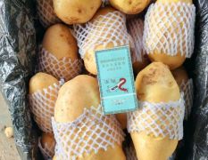 黄皮黄心荷兰十五V7系列沃土大量供
