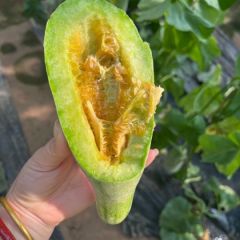 山东莘县大量供应各种甜瓜