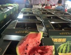 雷州精品二茬