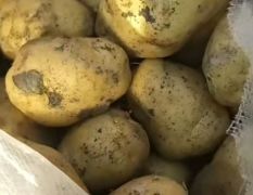 山东冷库土豆品种多货源充足