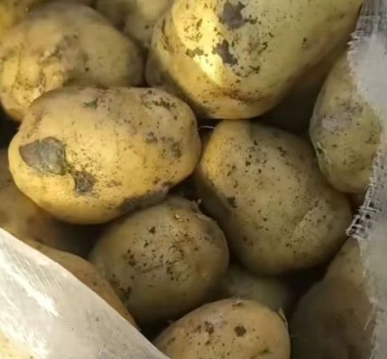 2025年山东沂南荷兰十五价格