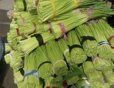 杞县早熟红帽蒜薹