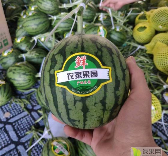 礼品小西瓜价格