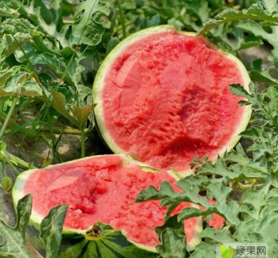 美都西瓜价格