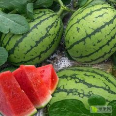 走过路过别错过山东聊城吊秧小西瓜大量上市